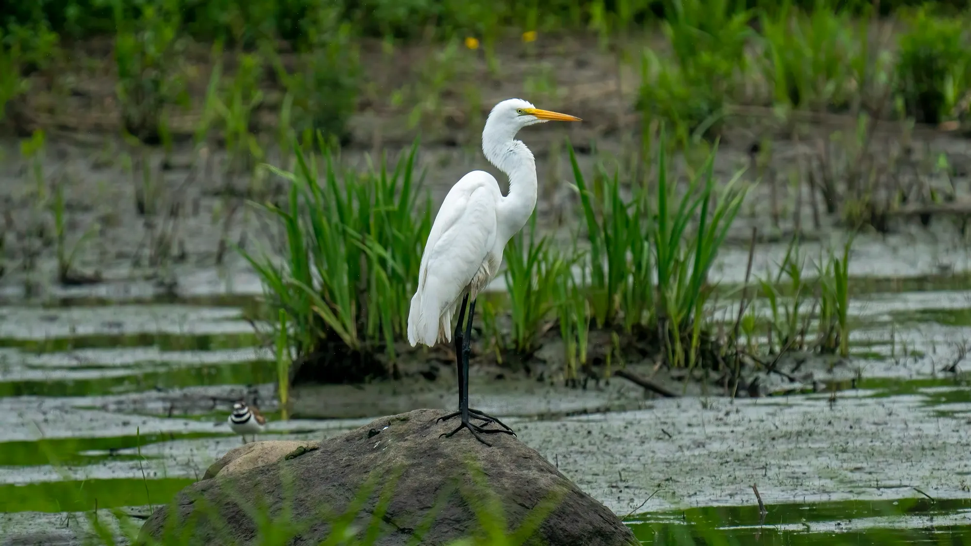 A great egret in the Warrenville wetlands