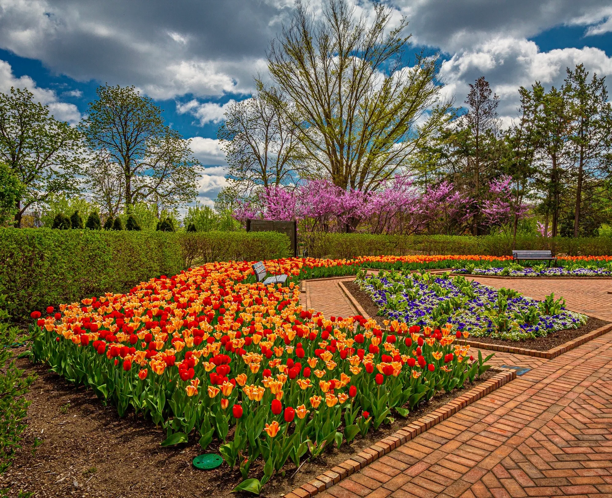 Spring tulips at Cantigny Park